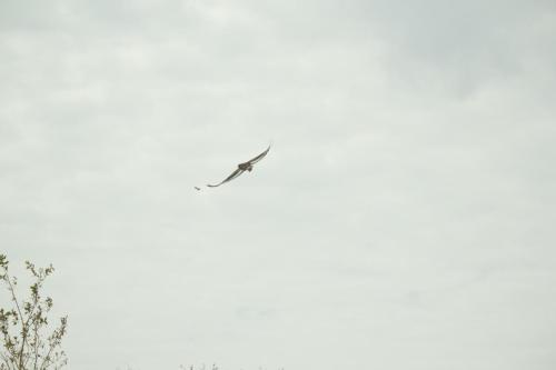 IMG_4373