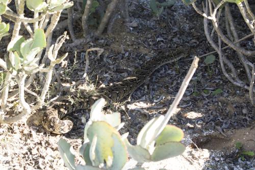 Resident Puffadder - Rocherpan Nature Reserve 